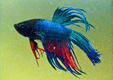 Betta