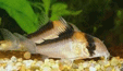 Corydoras adolfoi