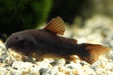 Corydoras sp. black venezuela