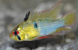 Mikrogeophagus ramirezi