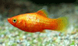 Napfény platy