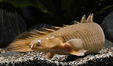 Polypterus senegalus