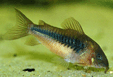 Corydoras aeneus